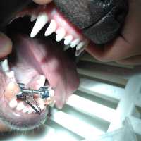 Zahnbehandlung beim Hund