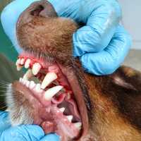 Zahnbehandlung beim Hund