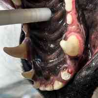 Zahnfüllung beim Hund