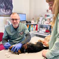 Milchzahnpersistenz – Extraktion von stehen gebliebenen Milchzähnen