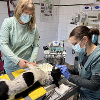 Zahnsteinentfernung mit anschließender Politur bei den Zähnen eines Hundes